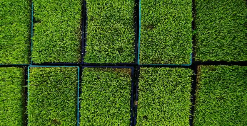 artificial grass types